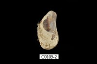 藏品(殼菜蛤)的圖片